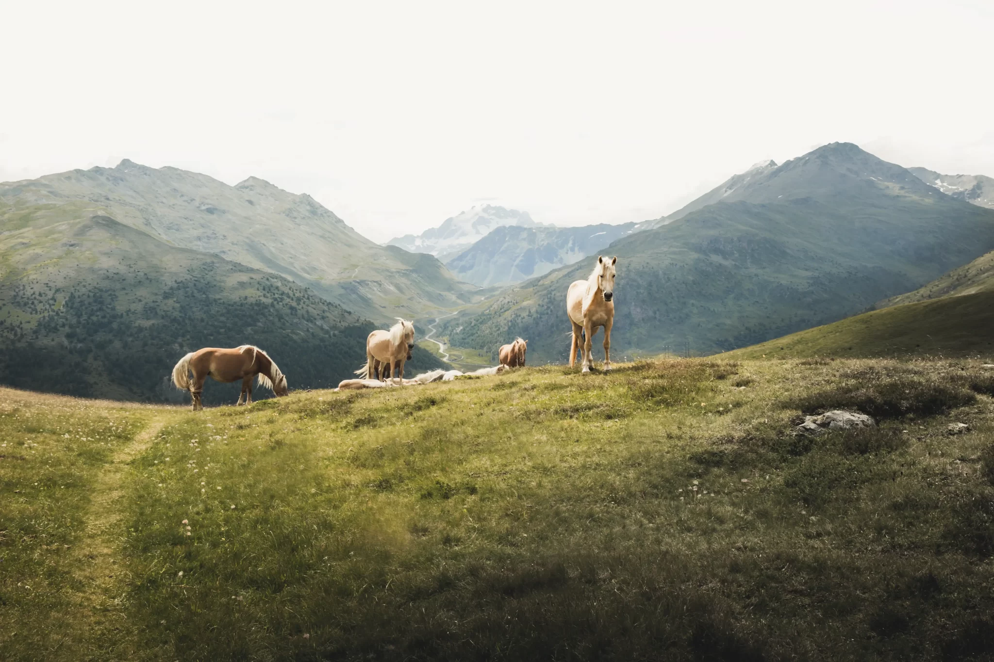 Cavalli che pascolano in un paesaggio montano.