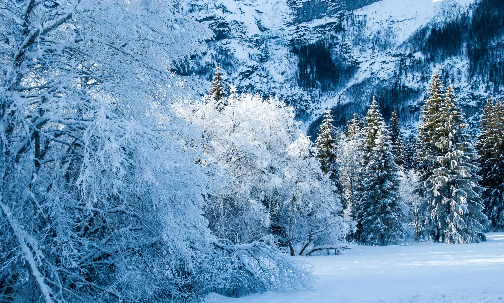 Foresta innevata con alberi ghiacciati e montagne sullo sfondo.