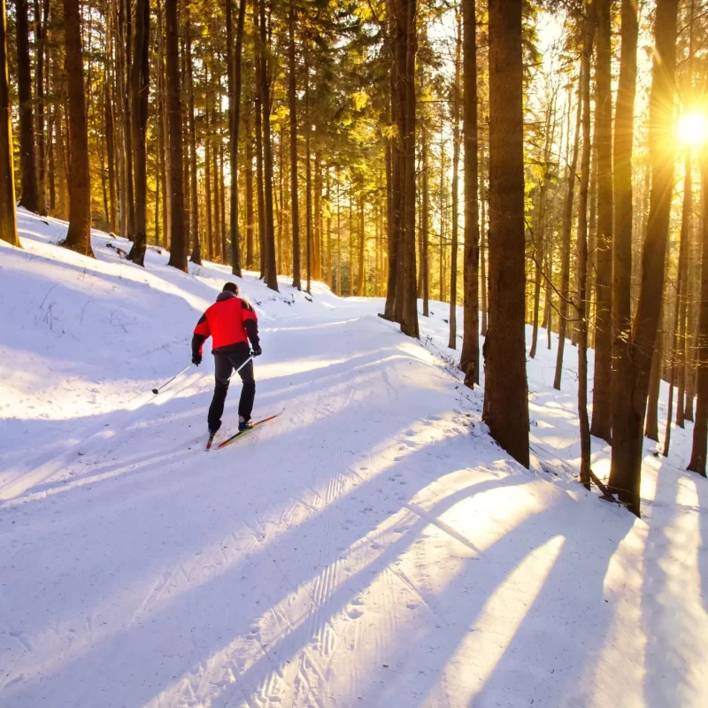 Scialpinista solitario tra gli alberi innevati con il sole al tramonto.
