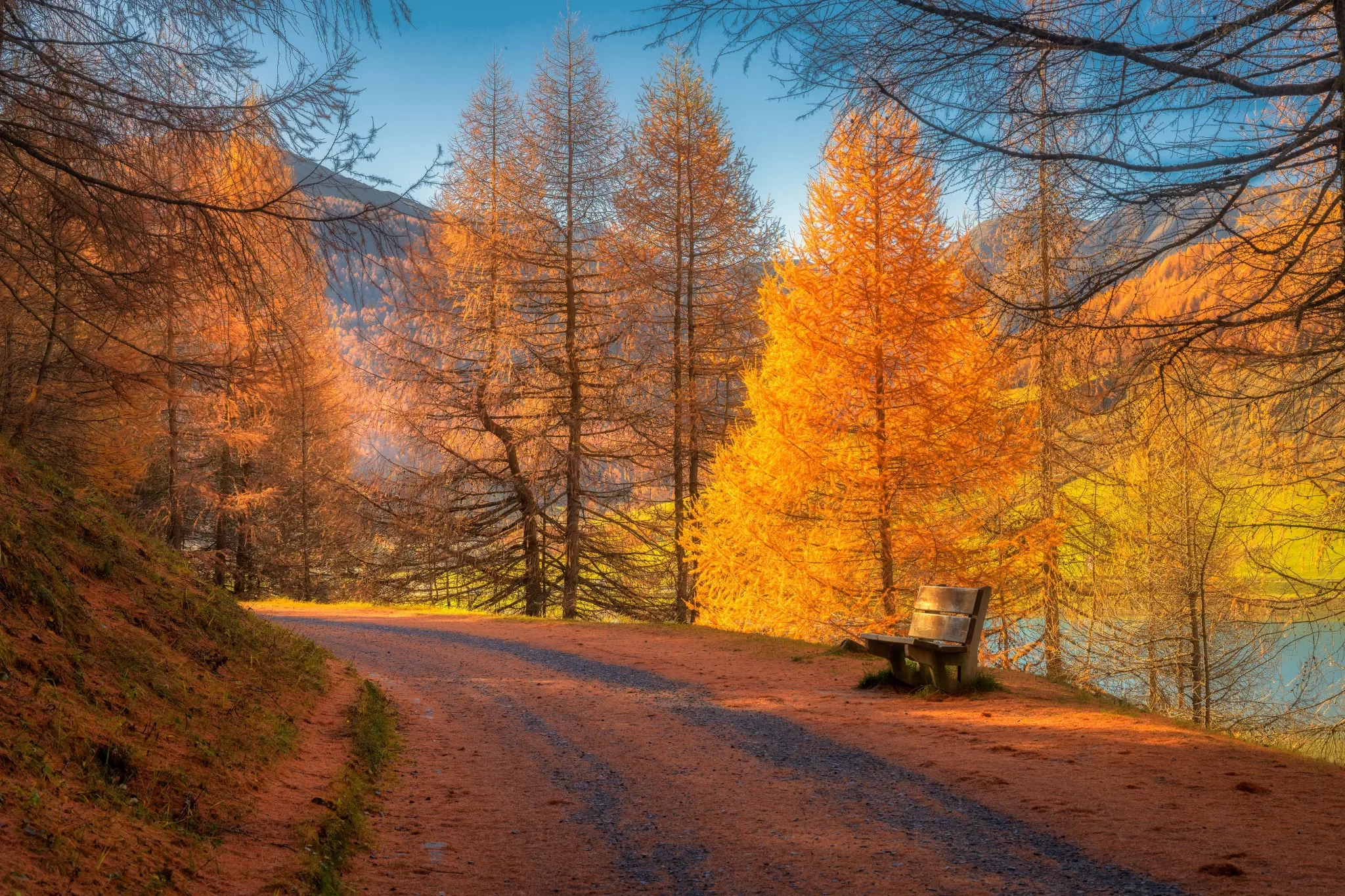 Sentiero autunnale tra alberi di larice colorati di arancione con una panchina di legno.