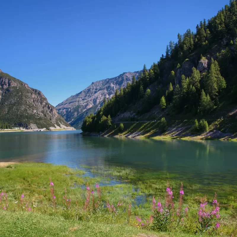 Panorama di un tranquillo lago di montagna con fiori rosa in primo piano e foreste rigogliose.
