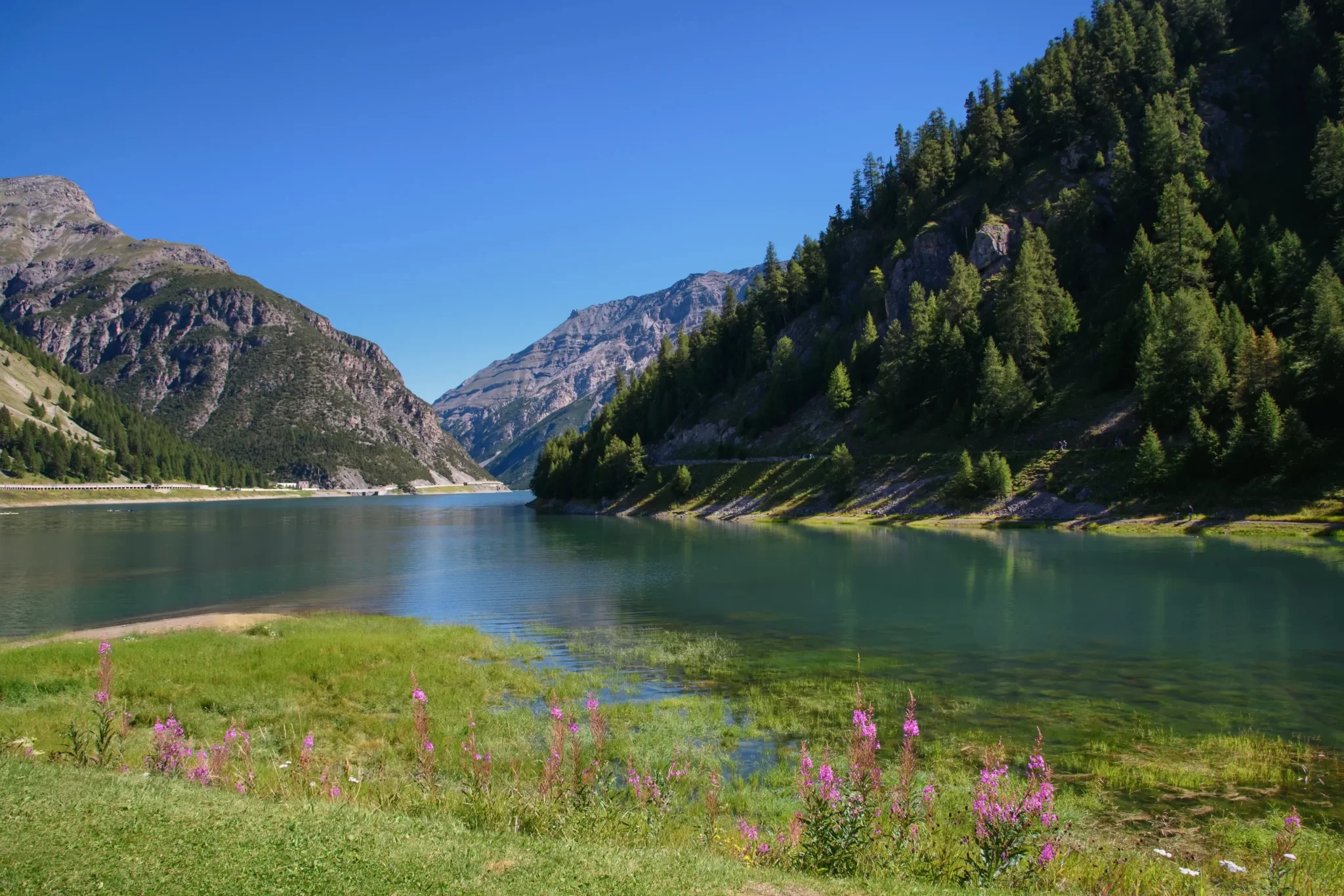 Panorama di un tranquillo lago di montagna con fiori rosa in primo piano e foreste rigogliose.